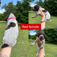 Red , a female German Shorthaired Pointer for sale in Tracy City, TN – 1 of 1