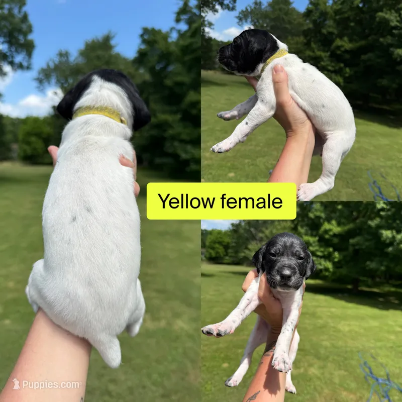 Yellow – German Shorthaired Pointer puppy for sale in Tracy City, TN