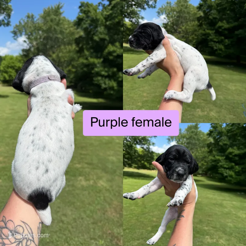 Purple  – German Shorthaired Pointer puppy for sale in Tracy City, TN