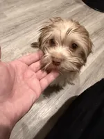 Binky, a male Havanese for sale in Coos Bay, OR – 1 of 7