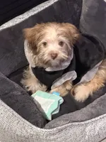 Binky, a male Havanese for sale in Coos Bay, OR – 5 of 7