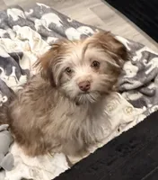 Binky, a male Havanese for sale in Coos Bay, OR – 2 of 7