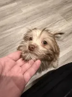 Binky, a male Havanese for sale in Coos Bay, OR – 3 of 7