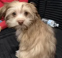Binky, a male Havanese for sale in Coos Bay, OR – 4 of 7