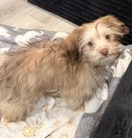 Binky, a male Havanese for sale in Coos Bay, OR – 6 of 7