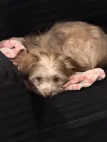 Binky, a male Havanese for sale in Coos Bay, OR – 7 of 7