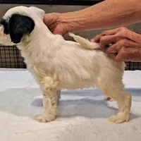 Whiskey , a male Tibetan Terrier for sale in Ocala, FL – Photo 3 of 3