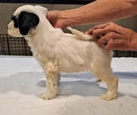 Whiskey , a male Tibetan Terrier for sale in Ocala, FL – Photo 3 of 3