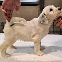 Whiskey , a male Tibetan Terrier for sale in Ocala, FL – Photo 2 of 3