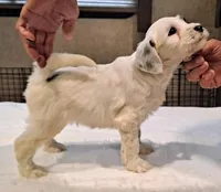 Whiskey , a male Tibetan Terrier for sale in Ocala, FL – Photo 2 of 3