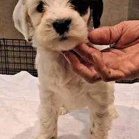 Whiskey , a male Tibetan Terrier for sale in Ocala, FL – Photo 1 of 3