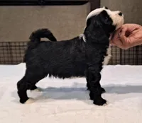 Bolt , a male Tibetan Terrier for sale in Ocala, FL – Photo 2 of 3
