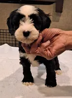 Bolt , a male Tibetan Terrier for sale in Ocala, FL – Photo 1 of 3