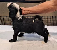 Bolt , a male Tibetan Terrier for sale in Ocala, FL – Photo 3 of 3