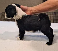 Shadow , a male Tibetan Terrier for sale in Ocala, FL – Photo 3 of 3