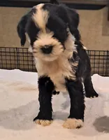 Shadow , a male Tibetan Terrier for sale in Ocala, FL – Photo 1 of 3