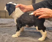 Scooter , a female Tibetan Terrier for sale in Ocala, FL – Photo 2 of 3