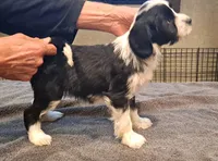 Scooter , a female Tibetan Terrier for sale in Ocala, FL – Photo 3 of 3