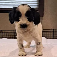 Rebel , a male Tibetan Terrier for sale in Ocala, FL – Photo 1 of 3