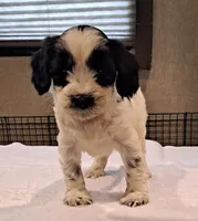 Rebel , a male Tibetan Terrier for sale in Ocala, FL – Photo 1 of 3
