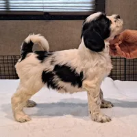 Rebel , a male Tibetan Terrier for sale in Ocala, FL – Photo 2 of 3