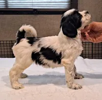 Rebel , a male Tibetan Terrier for sale in Ocala, FL – Photo 2 of 3