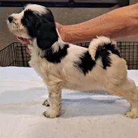 Rebel , a male Tibetan Terrier for sale in Ocala, FL – Photo 3 of 3