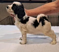 Rebel , a male Tibetan Terrier for sale in Ocala, FL – Photo 3 of 3