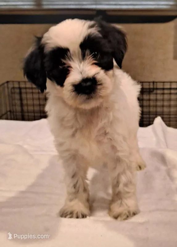 Cha Cha, a female Tibetan Terrier for sale in Ocala, FL – Photo 1 of 3