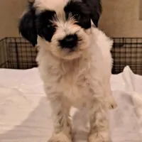 Cha Cha, a female Tibetan Terrier for sale in Ocala, FL – Photo 1 of 3