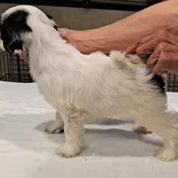 Cha Cha, a female Tibetan Terrier for sale in Ocala, FL – Photo 3 of 3