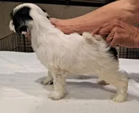 Cha Cha, a female Tibetan Terrier for sale in Ocala, FL – Photo 3 of 3