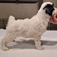 Cha Cha, a female Tibetan Terrier for sale in Ocala, FL – Photo 2 of 3