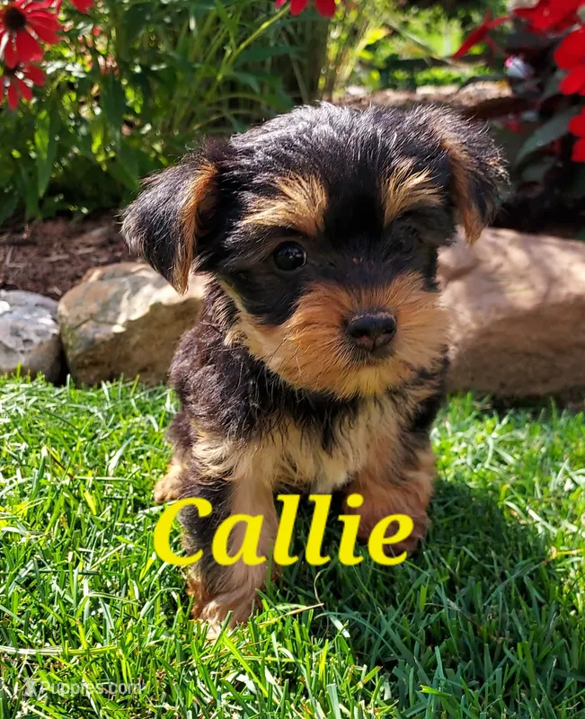 Callie – Yorkshire Terrier puppy for sale in McVeytown, PA