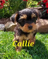 Callie, a female Yorkshire Terrier for sale in McVeytown, PA – 1 of 3