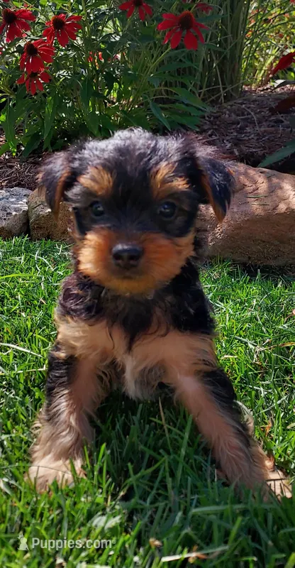 Carson  – Yorkshire Terrier puppy for sale in McVeytown, PA
