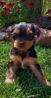 Carson , a male Yorkshire Terrier for sale in McVeytown, PA – 1 of 3
