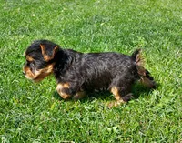 Callie, a female Yorkshire Terrier for sale in McVeytown, PA – 3 of 3