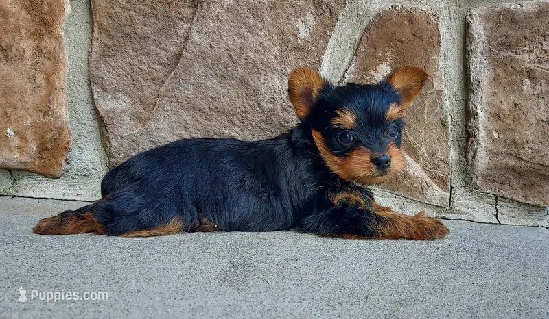 Mattie  – Yorkshire Terrier puppy for sale in McVeytown, PA