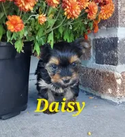 Daisy, a female Yorkshire Terrier for sale in McVeytown, PA – 1 of 3