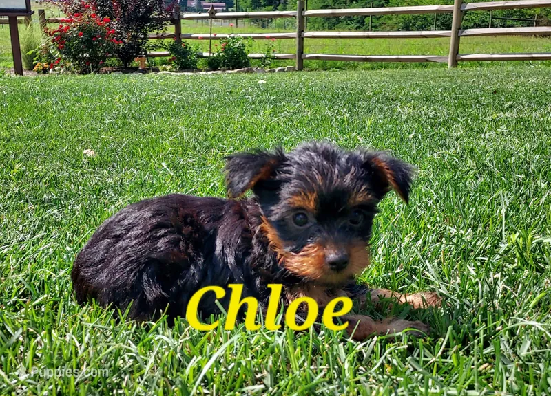 Chloe – Yorkshire Terrier puppy for sale in McVeytown, PA
