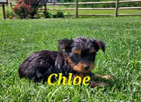 Chloe, a female Yorkshire Terrier for sale in McVeytown, PA – 1 of 3