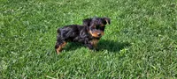 Chloe, a female Yorkshire Terrier for sale in McVeytown, PA – 3 of 3