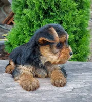 Raine, a female Yorkshire Terrier for sale in McVeytown, PA – 2 of 3