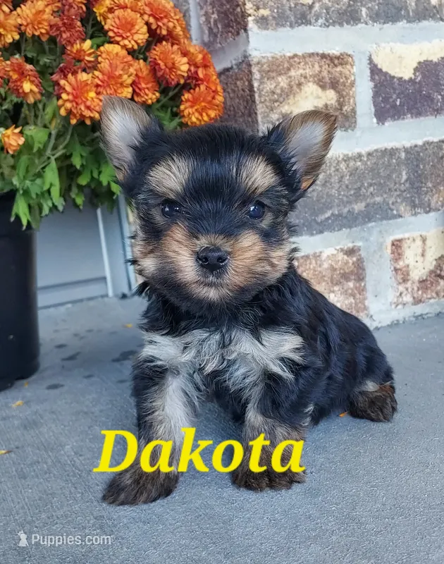 Dakota – Yorkshire Terrier puppy for sale in McVeytown, PA