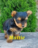 Mattie , a female Yorkshire Terrier for sale in McVeytown, PA – 2 of 4