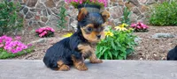 Rufus, a male Yorkshire Terrier for sale in McVeytown, PA – 3 of 5
