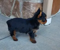 Mattie , a female Yorkshire Terrier for sale in McVeytown, PA – 3 of 4