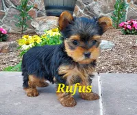 Rufus, a male Yorkshire Terrier for sale in McVeytown, PA – 1 of 5