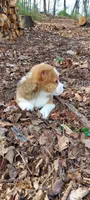 Betty, a female Pembroke Welsh Corgi for sale in McVeytown, PA – Photo 3 of 3